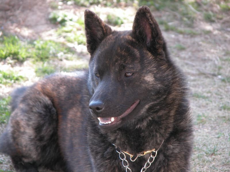 往古日本犬写真集 - 走れ！カピ！