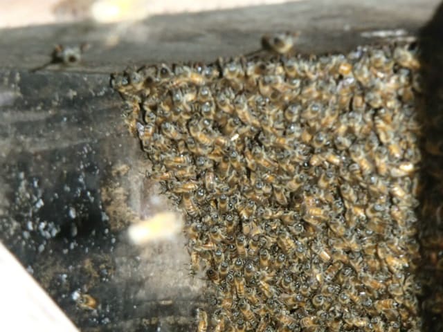 海外限定スパイク販売 はじめてのセイヨウミツバチの分蜂群に出会う - 無農薬・自然 その他