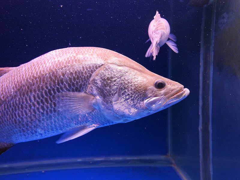 ☆スポッテッドガーと飼育魚動画2014！ - 大型魚飼育 in 神秘の