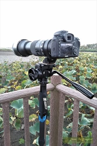 自立型一脚シルイP-324S試写レポート - さきたま自然日記 自立型一脚シルイP-324S試写レポート - さきたま自然日記