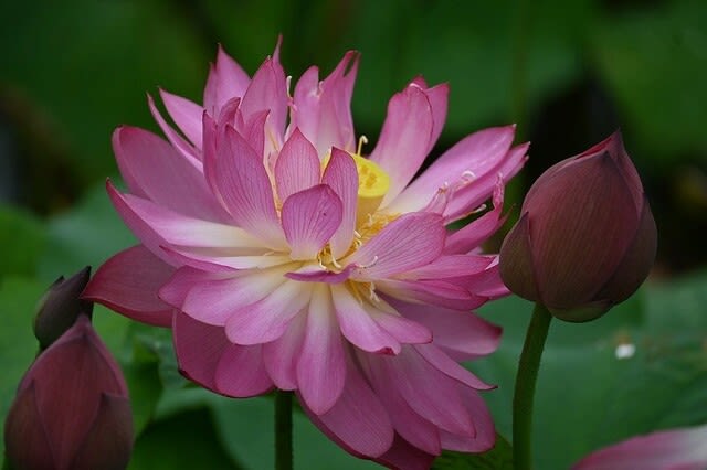 ハスの蕾 淡い緑色とピンク色 色でわける - 蓮道場