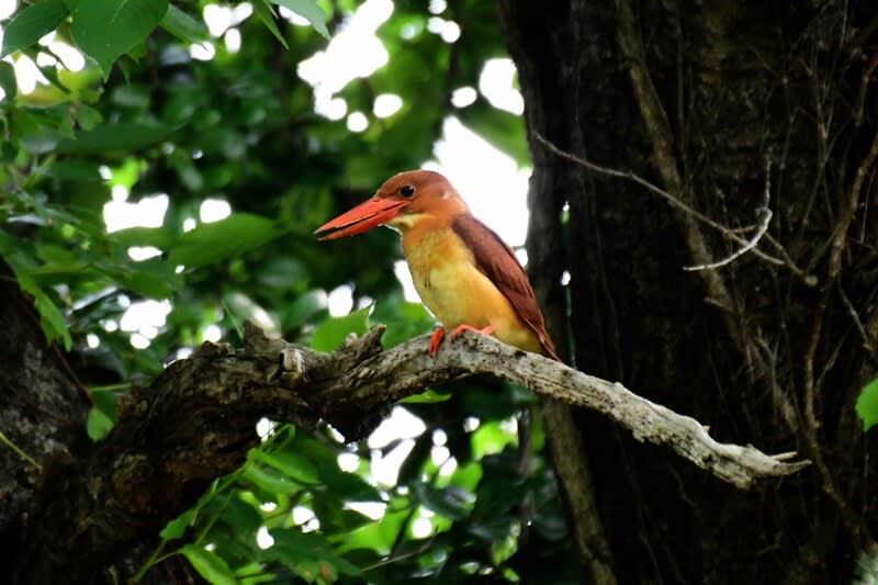 【お取り寄せ】 アカショウビン飛来 大阪城公園 大阪周辺の野鳥2 - 6/2日撮影 パーツ