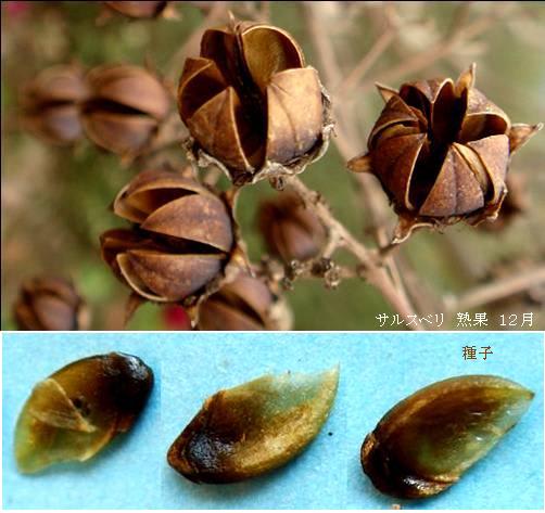 夏の可憐なピンクの花、サルスベリ（百日紅）を大大激写
