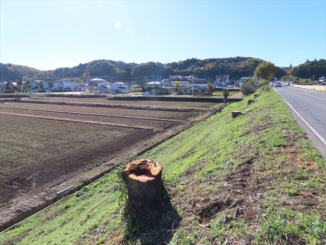 額縁YATAYA・廃盤・桜の大木・値下げ