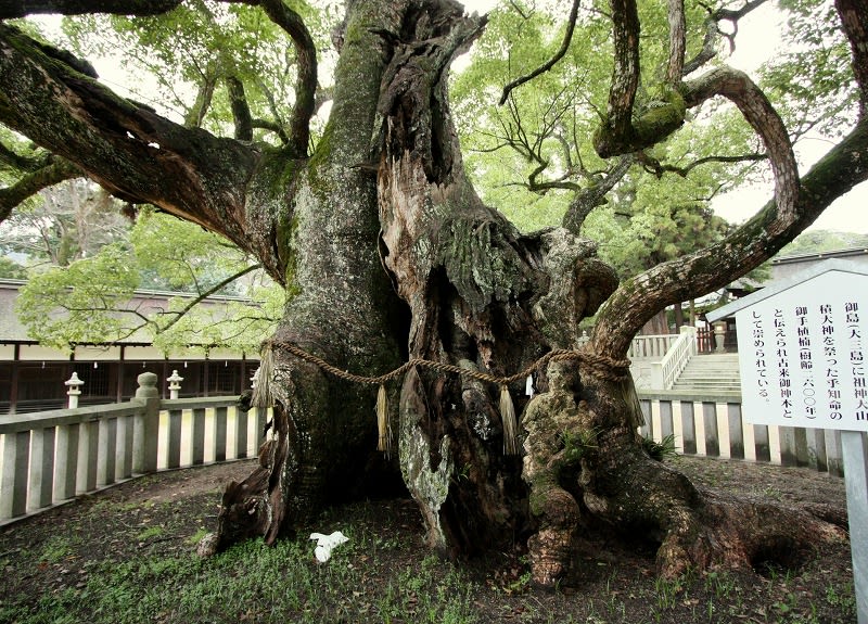 吉村家跡防風林の杉 – 巨木の世界