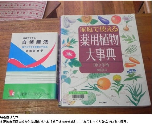 薬草 - ガジ丸が想う沖縄 薬草 - ガジ丸が想う沖縄