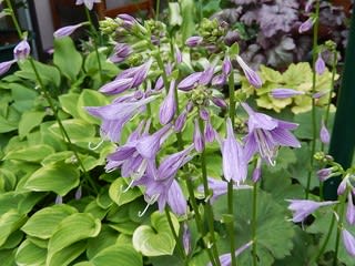 ギボウシ（花が咲き始めました） - 植物大好き♫ 出会い