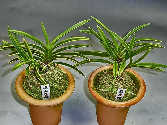 工芸ガラス　銅覆輪　葡萄文　鉢　唐木台付　時代箱付　H　R4332 生花/即納】富貴蘭 駿河覆輪(3.5寸鉢) - 花材通販はなどんやアソシエ