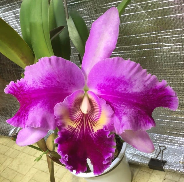 Rlc. Shining Phoenix'Red Horizon' - カトログ !! ~ カトレヤ Rlc. Shining Phoenix'Red Horizon' - カトログ !! ~ カトレヤ