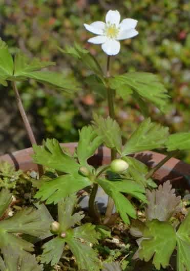鉢植えの「二輪草」 - Koba の庭～春夏秋冬