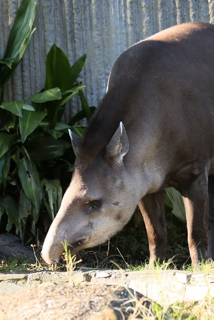 動物園 動物写真その28 アメリカバク ブラジルバグ ベアードバグ Toppo World 動物園 動物写真その28 アメリカバク ブラジルバグ ベアードバグ Toppo World