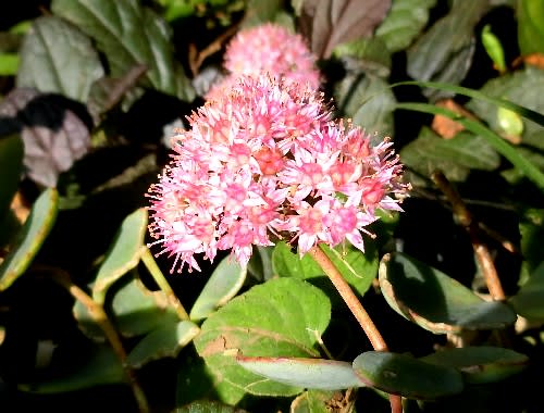 散歩途中での花達 ユリオプスデージー ミセバヤ オキザリス クロホオズキ 他 花と徒然なるままに