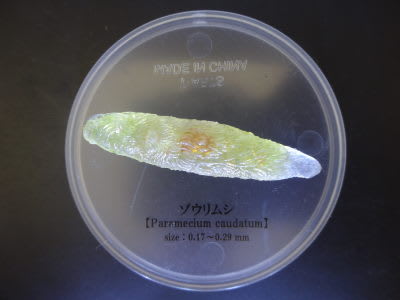 極小の共存者 微生物 - じゅりりんのめげずにいくのだ*