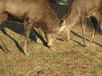 奈良公園 頭突きの鹿たち・鹿の正面の顔 20231203 - Remembrance 奈良公園 頭突きの鹿たち・鹿の正面の顔 20231203 - Remembrance