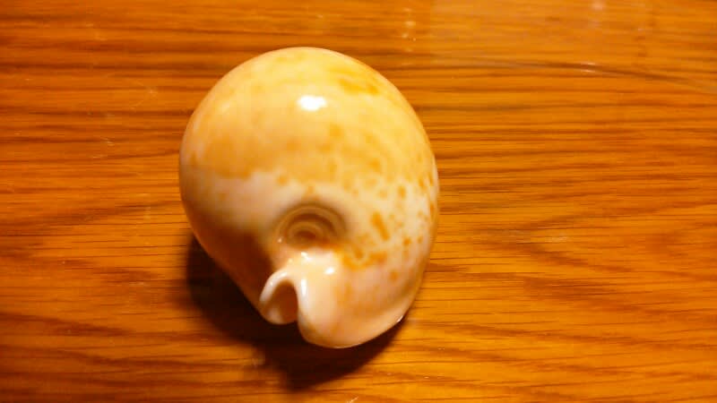 ウスアカネダカラ - obugyoのまったり生活日記 ウスアカネダカラ - obugyoのまったり生活日記
