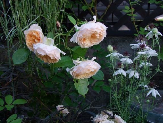 2024【早咲き品種満開】たー薔薇ガーデン初の春バラ満開です