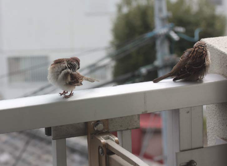 たっぷりスズメ、雀ヒナ画像特集(前編) - □鳥道楽□ネケネケ たっぷりスズメ、雀ヒナ画像特集(前編) - □鳥道楽□ネケネケ