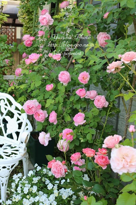 □今春のバラ回顧・愛らしいプシュケと、ピンクな薔薇の物語