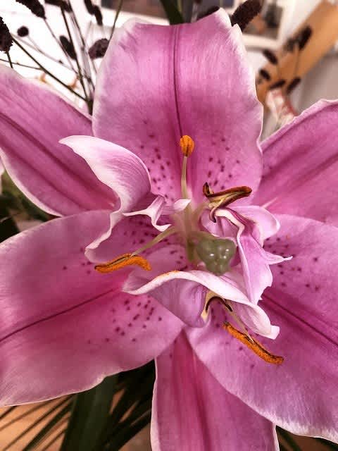 ユリ 無題 休題 ハバネロ風味 ユリ 無題 休題 ハバネロ風味