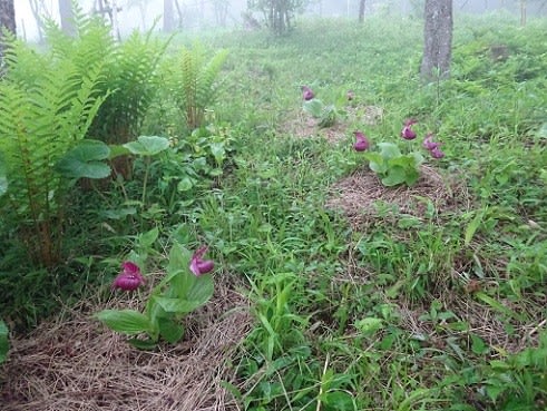 厚岸産ホテイアツモリソウ-アツモリソウ・野生ラン・高山植物