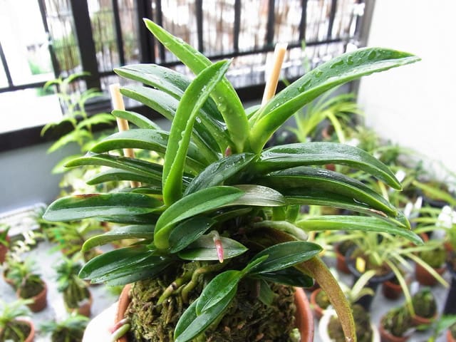 奄美フウラン 「奄美大王」 (Vanda falcata 'Amami Daiou 奄美フウラン 「奄美大王」 (Vanda falcata 'Amami Daiou