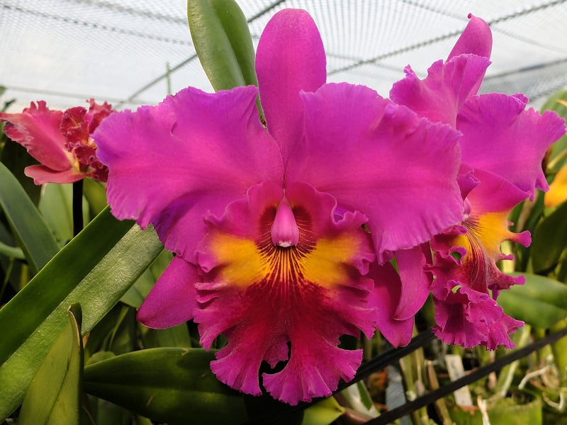 Rlc. King of Taiwan'ORCHIS' - カトログ !! ~ カトレヤ交配種 Rlc. King of Taiwan'ORCHIS' - カトログ !! ~ カトレヤ交配種