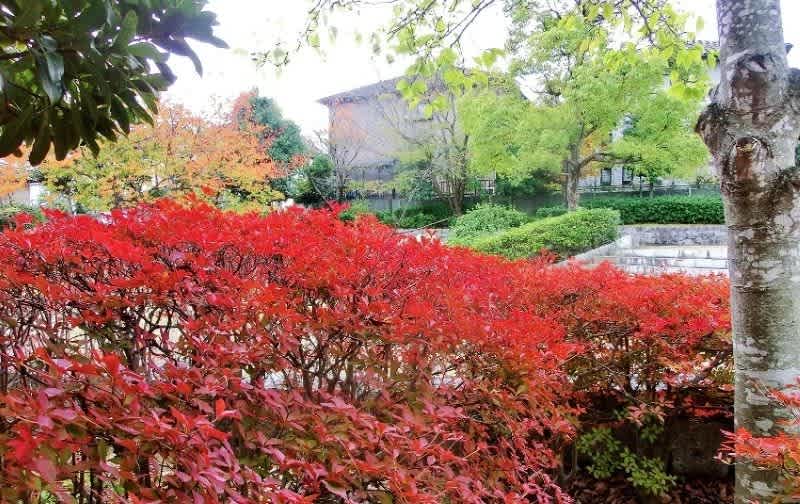 紅葉が美しい 玉物型 ドウダンツツジ 394 樹高90cm位 灯台躑躅 紅葉 楽天市場】ドウダンツツジ 苗木 樹高90cm《花、紅葉が美しい庭木