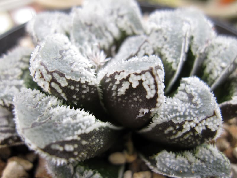 でおすすめアイテム。 ハオルチア 雪うさぎ ⑥ カキコ 植物/観葉植物 