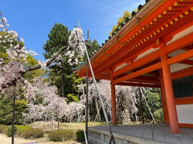 平安神宮① 神苑非公開エリア桜観賞 - 京都つれづれなるままに