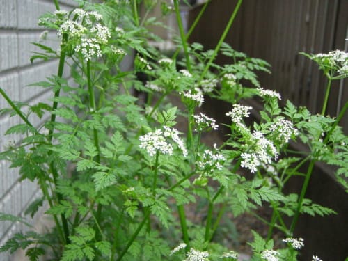 チャービルの花 モノトーンでのときめき