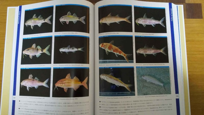 薩摩半島沿岸の魚類図鑑刊行 - お魚三昧生活