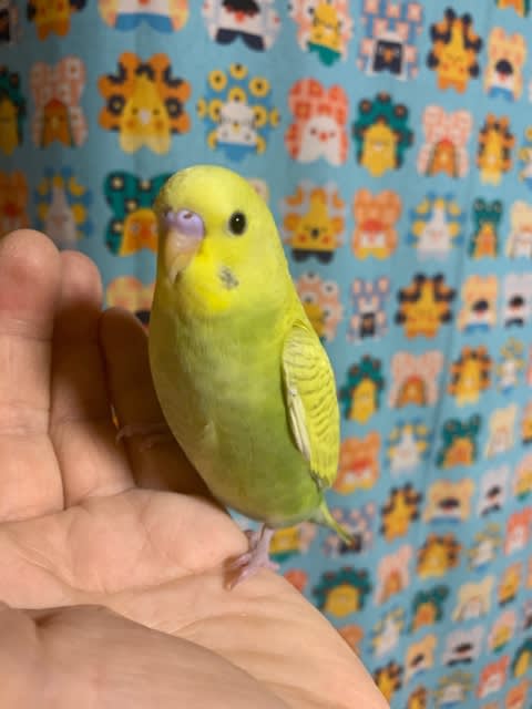奈美様 ご確認用です❣️天然シトリン ヘビ乗り 龍亀