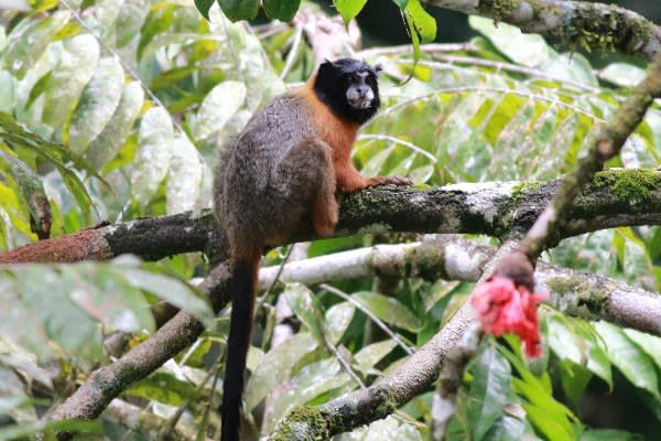 エクアドルへの探鳥旅行⑩】 追記 鳥類以外の生物 - 奄美自然観察記 エクアドルへの探鳥旅行⑩】 追記 鳥類以外の生物 - 奄美自然観察記