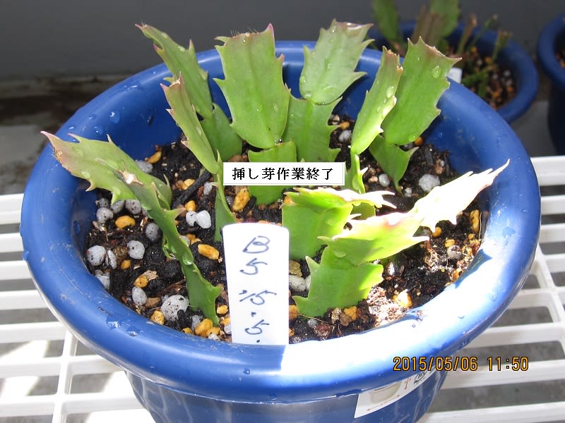 定番 シャコバサボテンの植替（発根後の移植）を来春まで行わない挿し サボテン