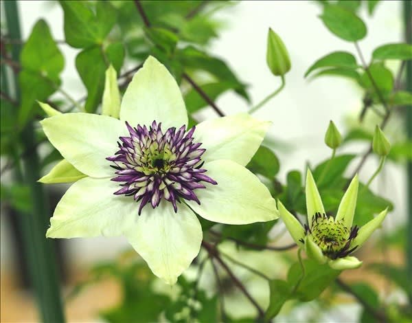 今年もカザグルマやクレマチスに癒されました。 - 山の花は友達