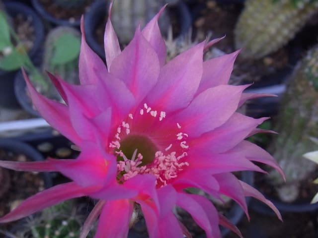 2番花？花サボテン - さぼてん・多肉観察日記