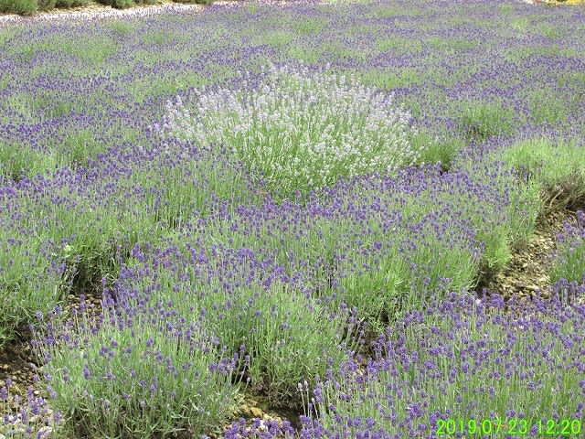 Lavandula angustifolia 'Munstead' Culinary Lavender