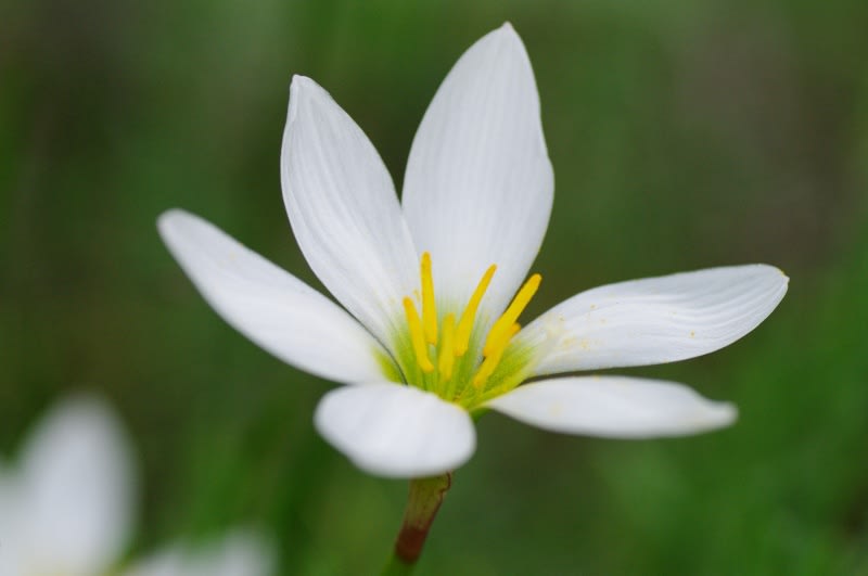 たますだれ 玉簾 の花 めいすいの写真日記