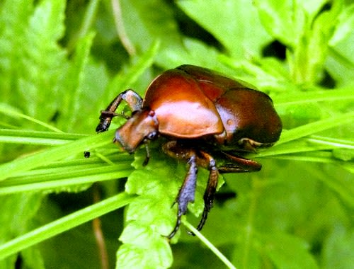 昆虫観察、甲虫目総集編、コガネムシ科、カミキリムシ科、他 昆虫観察、甲虫目総集編、コガネムシ科、カミキリムシ科、他