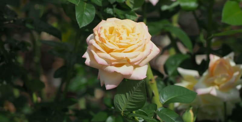 秋の薔薇いろいろ フランス、イギリス、ドイツ、アメリカなど