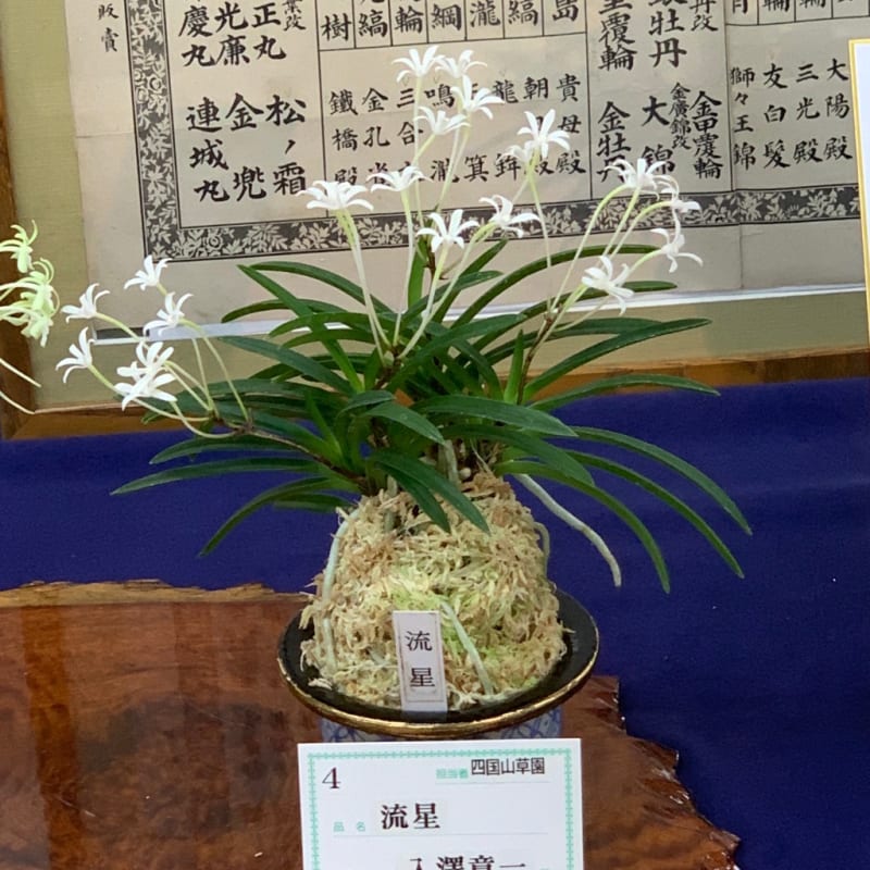 富貴蘭 花の祭典「東京フウラン展」 - 純風満蘭 富貴蘭・風蘭 富貴蘭 花の祭典「東京フウラン展」 - 純風満蘭 富貴蘭・風蘭