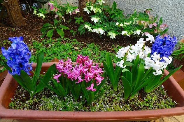 鉢植えのヒヤシンス - hiroの花便り