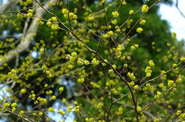 樹の花と実 99（アブラチャン） | 山想花（sansouka）ブログ