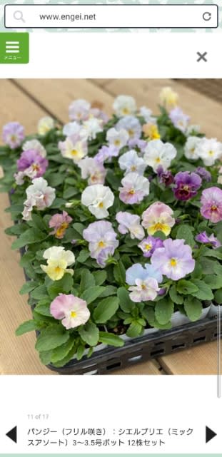 フリル　パンジー　シエルブリエ　3.5号　24苗セット　苗 フリル パンジー シエルブリエ 3.5号 24苗セット 苗 3 ○フリル