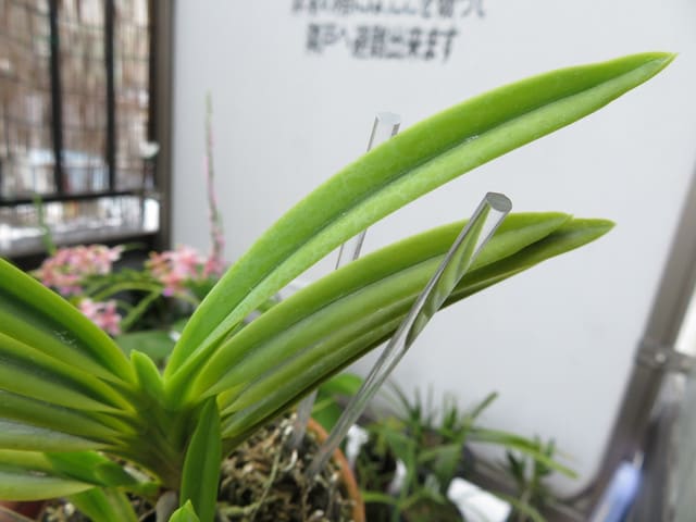 富貴蘭　雷神 2018/08/20 (月): 富貴蘭「神風」 - ベランダ蘭