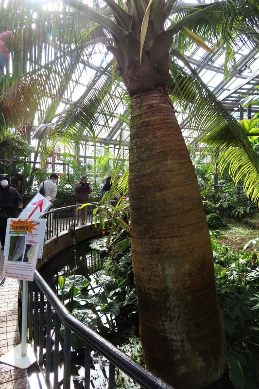 ミズヤシ初開花!~京都府立植物園2024/1下旬(4) - なつみかん ミズヤシ初開花!~京都府立植物園2024/1下旬(4) - なつみかん
