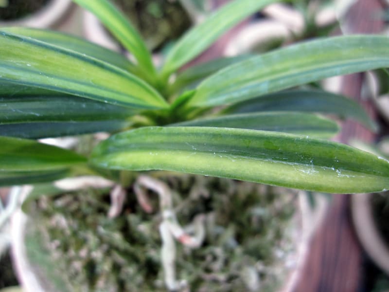 長州芳】 | 富貴蘭を楽しんでブログ