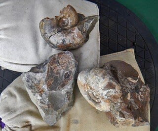 北海道のアンモナイト キャナドセラスの一種 - バレミアン期の化石