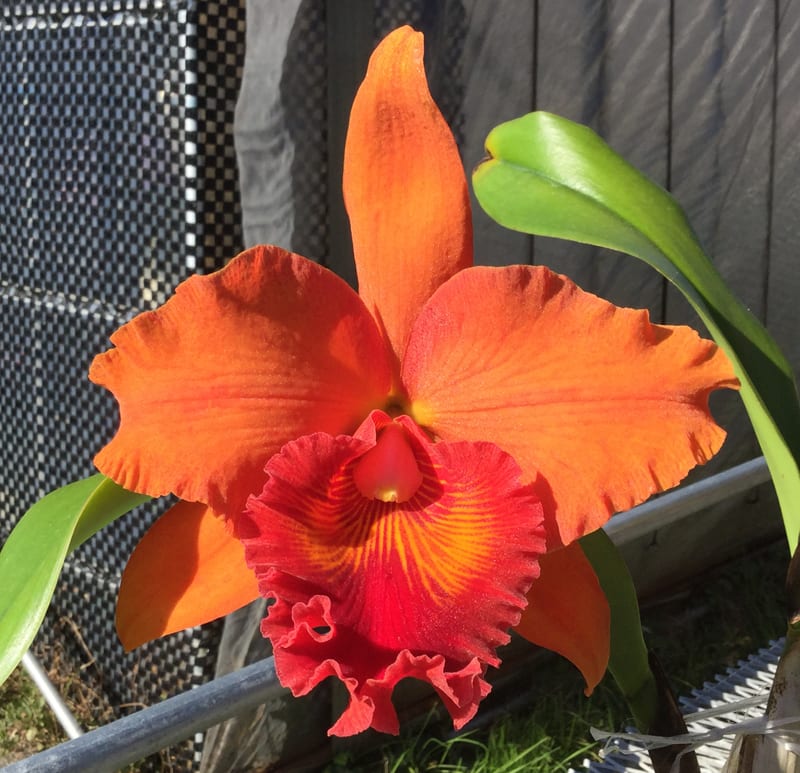 ○Rlc. Tzeng-Wen Sunset'Orange' - カトログ !! ~ カトレヤ ○Rlc. Tzeng-Wen Sunset'Orange' - カトログ !! ~ カトレヤ