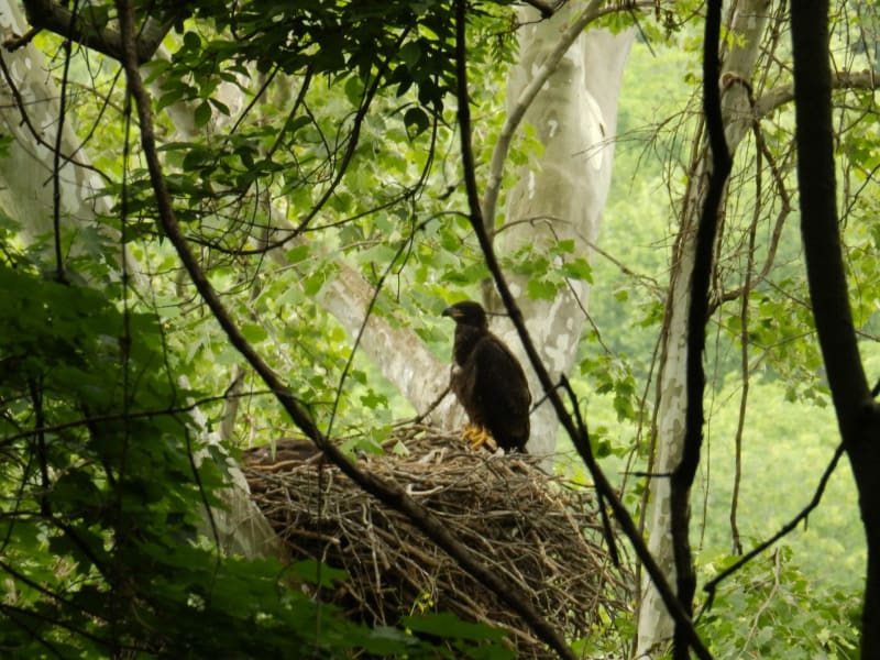 アメリカ中西部で見られる鳥たちです。の写真一覧-ch361513
